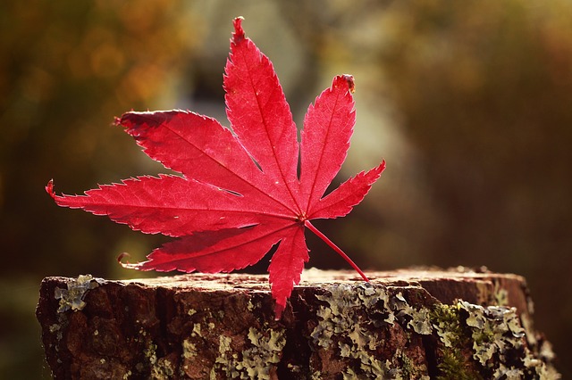 Météo Toulouse : beau soleil pour un 11 novembre