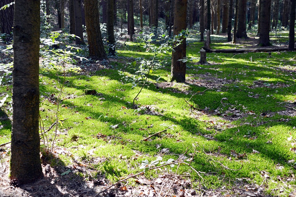 Météo Toulouse. soleil et 31 degrés lundi après midi