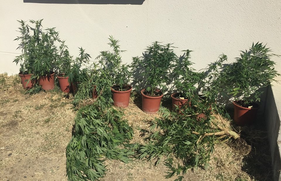 Toulouse - les gendarmes saisissent plusieurs pieds de cannabis