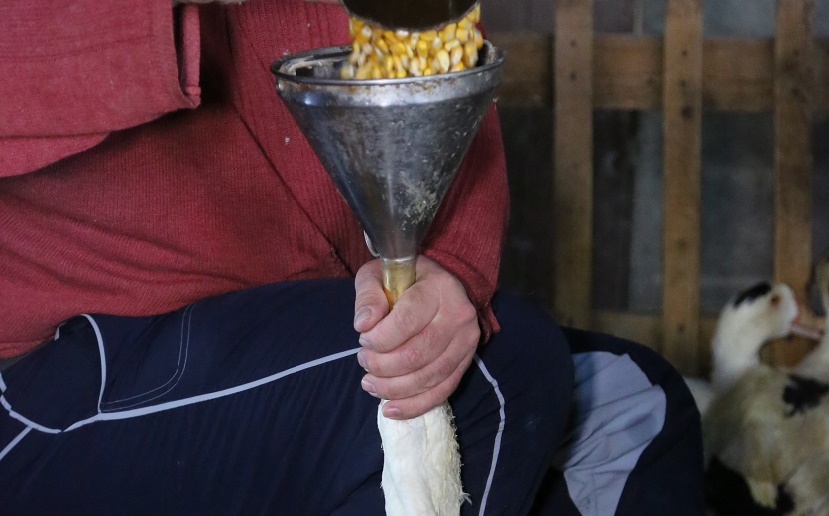 Grippe aviaire. Premiers abattages en Haute Garonne