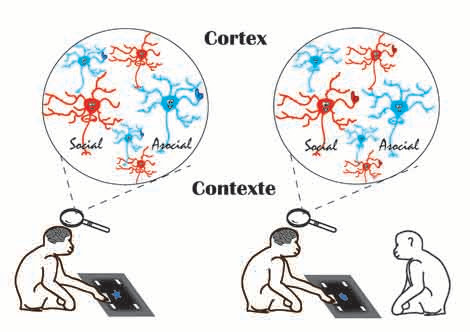 Des chercheurs français découvrent des neurones sociaux dans le cerveau