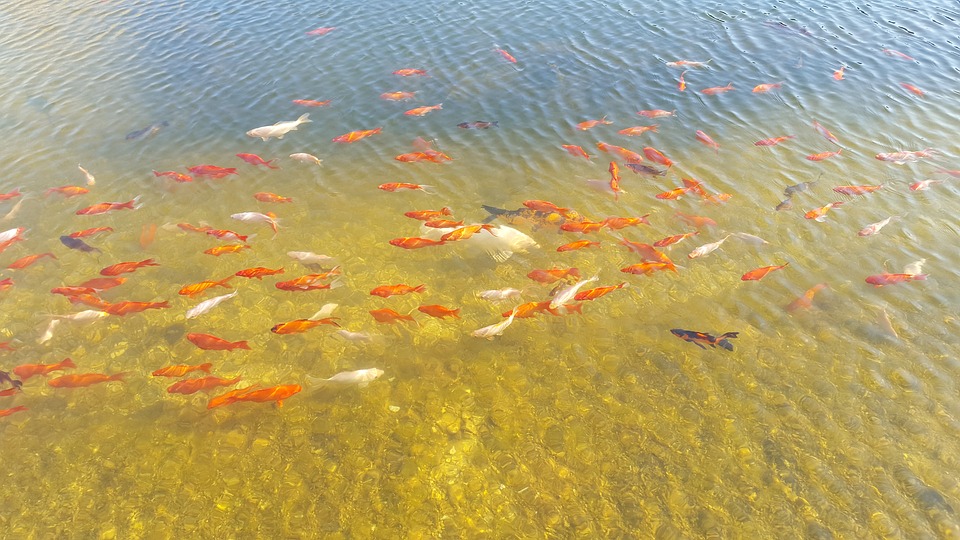 Canicule de la vallée du Rhône aux Alpes et à la Méditerranée