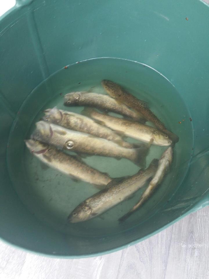 Deux adultes et un enfant ont été interpellés par les gendarmes : fait rarissime, ils pêchaient, avec succès, à mains nues dans l'Adour sur la commune de Lau Balagnas. C'est une infraction rarement signalée mais qui existe pourtant dans la législation française : celle du droit de pêche non autorisée et sous méthode interdite, une atteinte à l’environnement. Ainsi deux adultes ont été verbalisés ce week end sur la commune de Lau Balagnas à Argelès Gazost alors qu'ils pêchaient à mains nues. Une pêche efficace puisque les gendarmes ont découvert 8 truites ! Après avoir relâché deux truites encore vivantes et détruit les autres les gendarmes ont alors verbalisé les deux adultes pour de multiples infractions à la pêche : Exercice de la pêche sans avoir acquitté la taxe piscicole prévue, Exercice de la pêche sans justifier la qualité de membre d’une association agréée de pêche et de protection des milieux aquatiques, Pêche en eau douce à l’aide de procédé ou de mode de pêche prohibé et Pratique de la pêche sans la permission de celui à qui le droit de pêche appartient.