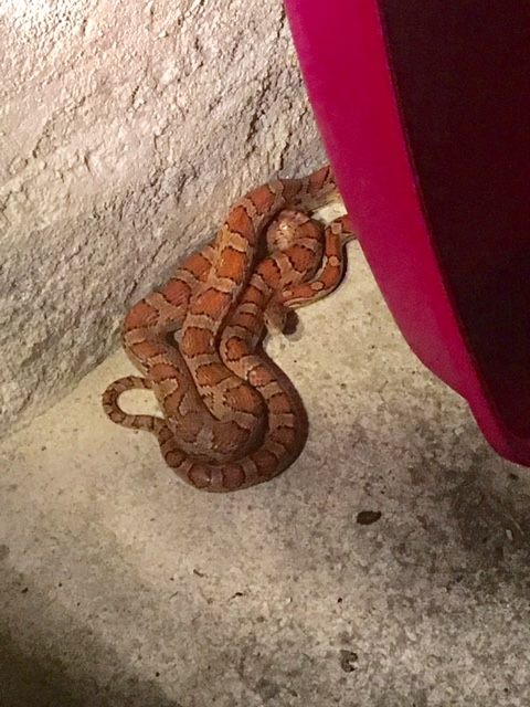 Tarbes. la peur de sa vie en découvrant un Boa sur son balcon