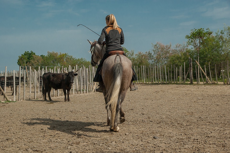 Camargue. une aide de la région pour préserver les traditions camarguaises