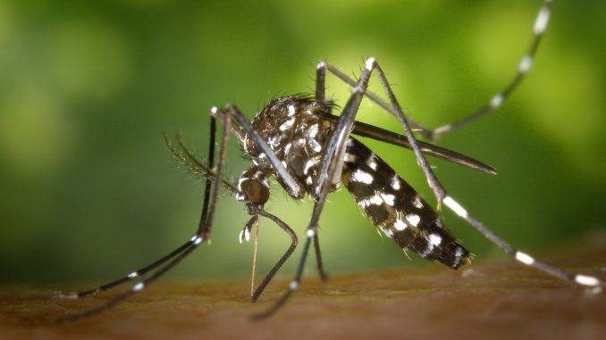   In view of the mosquito pest's plague 