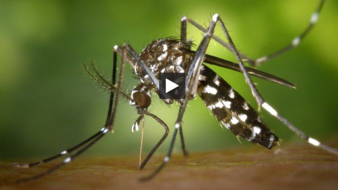   Tiger Mosquito. 23 cases of Dengue in Occitan, 8 in Haute Garonne 