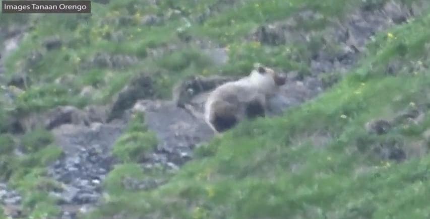 à 9 ans, il filme un ours en Ariège-min