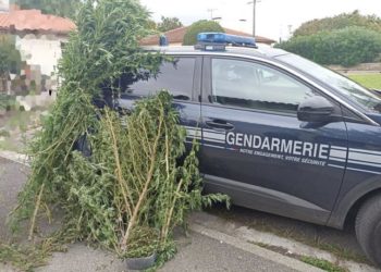 Gagnac-sur-Garonne - au nord de Toulouse, le cannabis était caché derrière les tomates