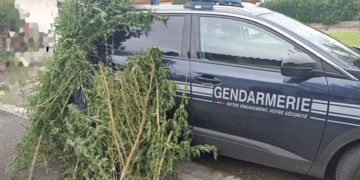 Gagnac-sur-Garonne - au nord de Toulouse, le cannabis était caché derrière les tomates