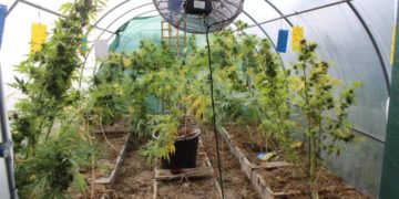 Fonsorbes - il faisait pousser son cannabis sous serre avec lampes et ventilateur