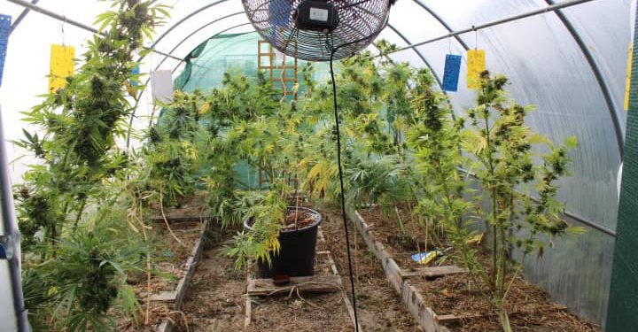 Fonsorbes - il faisait pousser son cannabis sous serre avec lampes et ventilateur