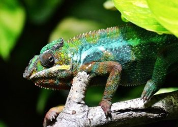 100 pays s'engagent pour préserver la biodiversité