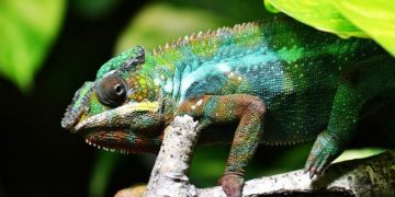 100 pays s'engagent pour préserver la biodiversité