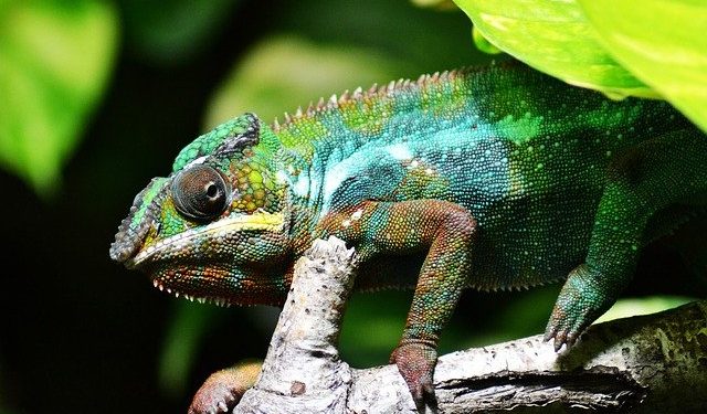 100 pays s'engagent pour préserver la biodiversité