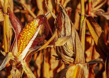 Drêches, caméras thermiques, objets connectés : les lauréats de la Start Up est dans le pré