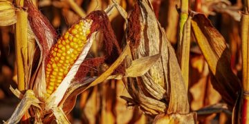 Drêches, caméras thermiques, objets connectés : les lauréats de la Start Up est dans le pré