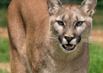 Un Puma en liberté recherché dans le Pas de Calais