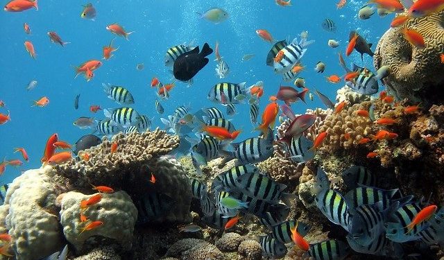 Réchauffement climatique : 14% des récifs coralliens ont disparu en 10 ans