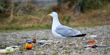 Opération propreté place Saint Pierre à Toulouse