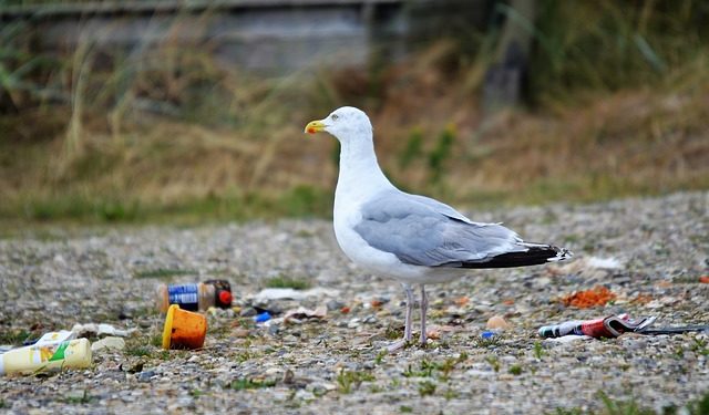 Opération propreté place Saint Pierre à Toulouse
