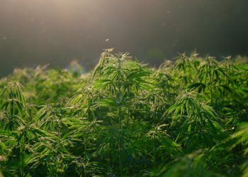 Cazères - les gendarmes attirés par l'odeur de Cannabis