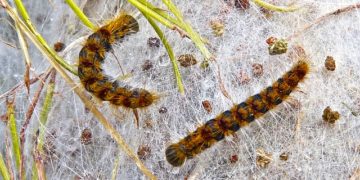 Toulouse - pourquoi plusieurs parcs seront fermés ce mardi