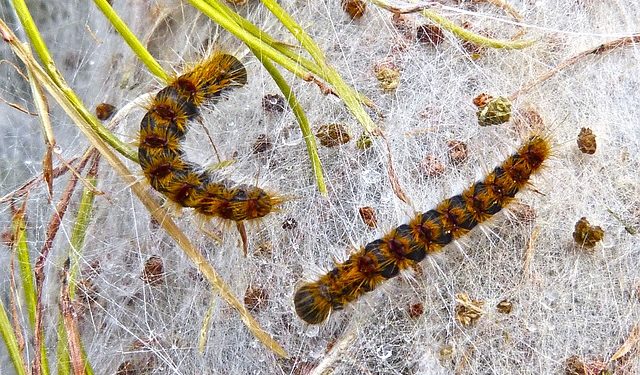 Toulouse - pourquoi plusieurs parcs seront fermés ce mardi