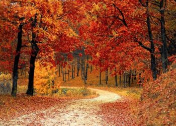 Comment les forêts jouent un rôle contre le réchauffement du climat