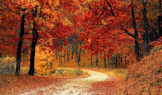 Comment les forêts jouent un rôle contre le réchauffement du climat