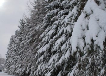Importantes chutes de neige annoncées dans les Pyrénées