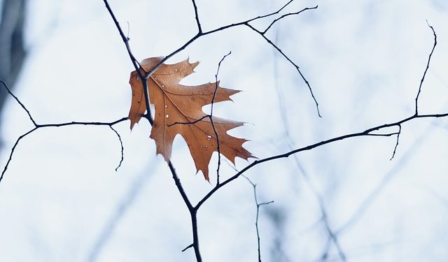 Météo Toulouse, Soleil et froid au programme cette semaine