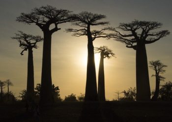 Madagascar "le visage humain de la crise climatique mondiale"