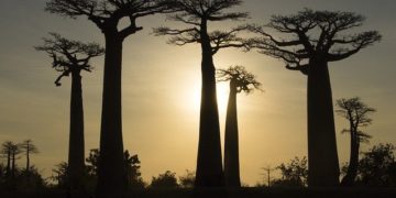 Madagascar "le visage humain de la crise climatique mondiale"