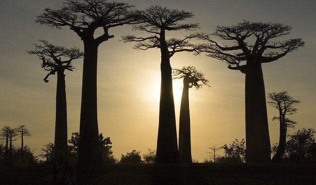 Madagascar "le visage humain de la crise climatique mondiale"