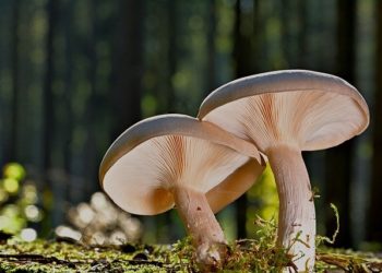 Pour partir à la cueillette des champignons les conseils d'un mycologue