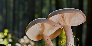 Pour partir à la cueillette des champignons les conseils d'un mycologue