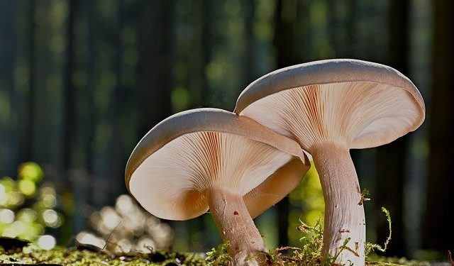 Pour partir à la cueillette des champignons les conseils d'un mycologue