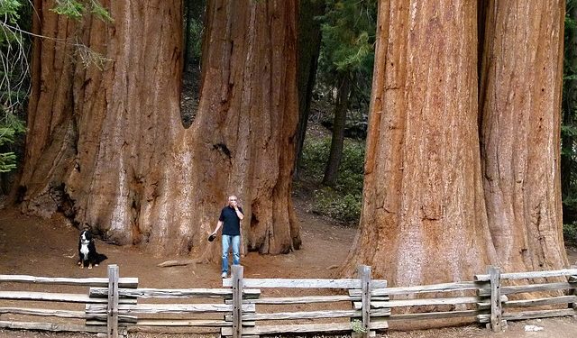 Etats Unis déforestation