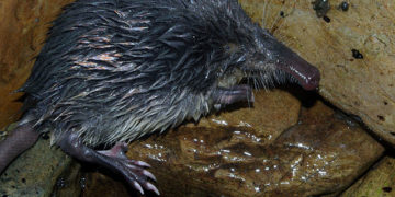 Desman Pyrénées menace extinction