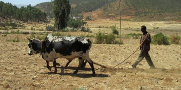 Alerte à la famine en Ethiopie
