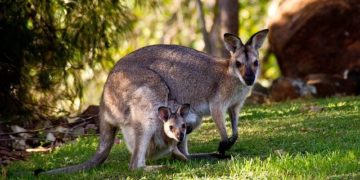 2 wallabies en liberté près de Toulouse