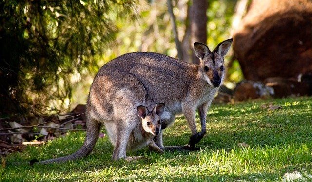 2 wallabies en liberté près de Toulouse