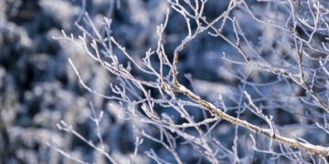 Froid et Météo : inquiétudes pour vergers et vignes