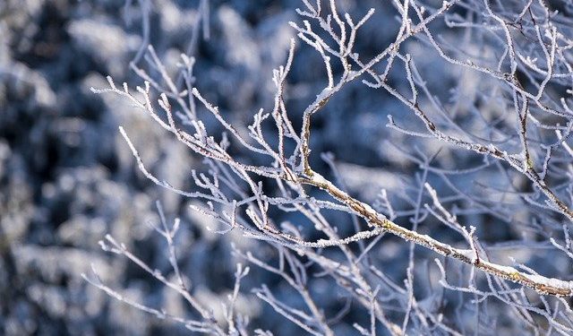 Froid et Météo : inquiétudes pour vergers et vignes