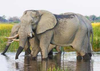 Saisie d'Ivoire aux portes de Toulouse