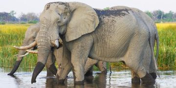 Saisie d'Ivoire aux portes de Toulouse