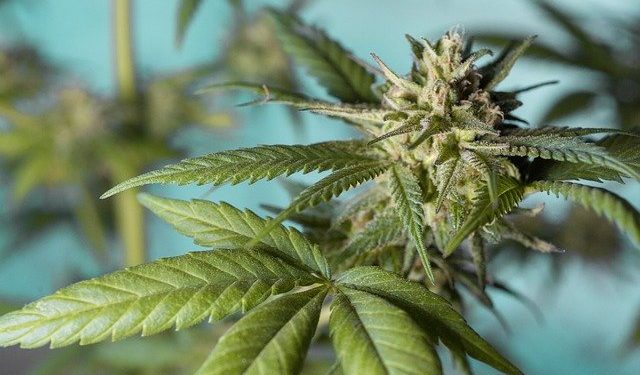 Albi - le dealer tenait la comptabilité de son business