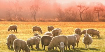 Toulouse installe un troupeau de brebis en centre-ville aux Argoulets