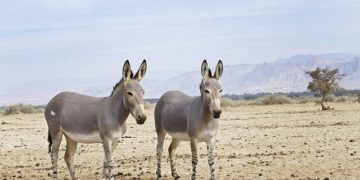La Somalie "est au bord d'une catastrophe humanitaire"